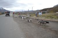 Huskyschlittenfahrt (2)