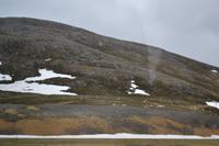 Rentiere auf dem Weg zum Nordkap (3)