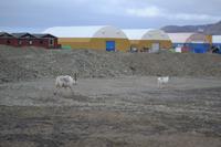 Rentiere in Longyearbyen (4)