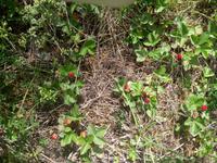 Wilde Erdbeeren