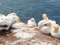 Helgoland, Basstölpel am Klippenrandweg