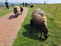 Helgoland