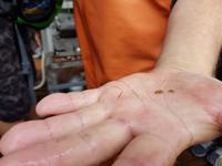 Büsum, Fangfahrt, Meereswanzen