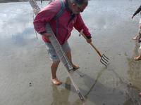 Büsum, Wattwanderung mit Bodo