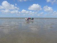 Büsum, Wattwanderung mit Bodo