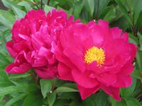 Donegal, Glenveigh National Park