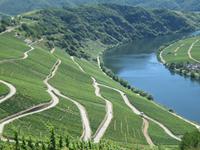 Weinhänge an Mosel