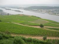 Blick auf Bingen