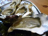 Oostende, Austernzucht