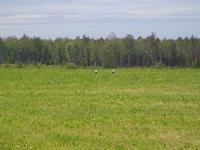 Auf dem Weg nach Pärnu