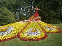Blumeninsel Mainau, der Pfau aus Blumen gestaltet