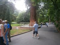 alte Mammutbäume im Arboretum