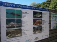 Ifo-Tafel zum Fischbestand