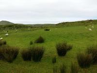 Kissanes_Shepfarm