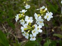 062 Kirkenes - Stilleben