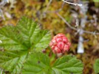 108 Rørvik - Moltebeeren