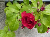 144 Molde - Stadt der Rosen 1