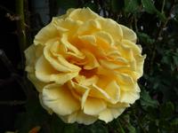 146 Molde - Stadt der Rosen 2