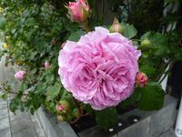 148 Molde - Stadt der Rosen 4