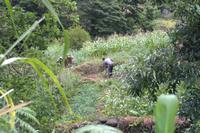 die Feld-und Gartenarbeit ist schwer und z.T. gefährlich