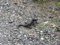 Schwarzer Bergsalamander