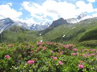 Blumiger Blick zum Kitzsteinhorn