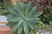 Agarve (noch ohne Schwanenhals)