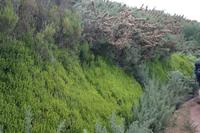 die verheerenden Waldbrände von 20016 werden nach einem Jahr von neuem Grün überdeckt