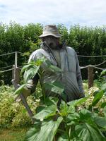 Gemüsegarten Arundel Castle