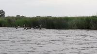 Gänse auf der Treene 1