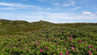 Heckenrosen und Sanddünen 2