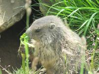Ausflug auf das Stanserhorn - Rundgang mit Ranger Peter - Murmeltiere