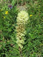 Ausflug auf das Stanserhorn - Rundgang mit Ranger Peter - Harnich