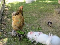 Besuch des Schweizerischen Freilichtmuseums Ballenberg