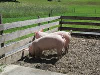 Besuch des Schweizerischen Freilichtmuseums Ballenberg