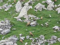 Ausflug zum Schilthorn - Gemsen