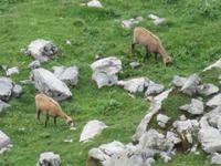 Ausflug zum Schilthorn - Gemsen