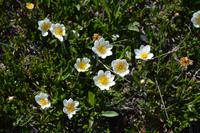 Arktische Anemonen churchill