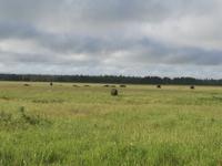Bisonherde im Riding Mountain NP