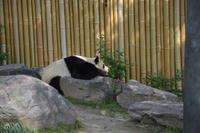 Großer Panda im Zoo Toronto