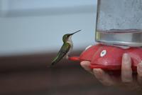 Kolibri Riding Mountain NP