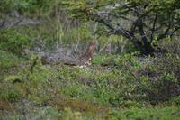 Moorschneehuhn in der Tundra