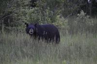 Schwarzbär Riding Mountain NP