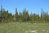 Taiga in Churchill