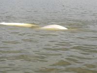 Weißwale
