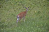 Weißwedelhirsch Riding Mountain NP