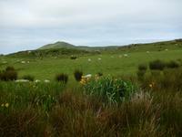 Auf dem Weg zum Cahergall Stone Fort
