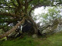 Ring of Kerry- am Ladies View