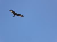 Vogel