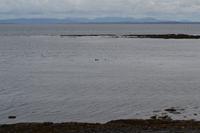 Seal Colony, Inishmore
